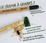 Le crayon à graines